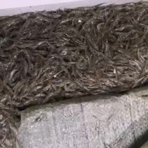 河虾米虾