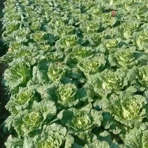 白菜，精品大白菜有老板需要的联系我，量大价优