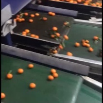 桂林的沙糖桔漂不漂亮你说了算