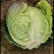甘蓝，大量供应。需要的联系，大量供应。。。。