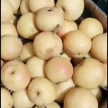 辽宁鞍山特产南果梨