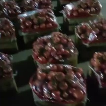 西红柿大量走货，每天都可供应