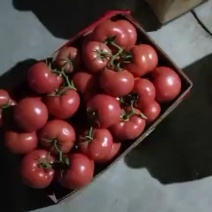 持续出货中，大量供应西红柿