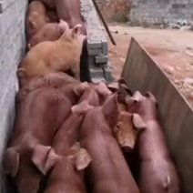 外三元生猪长白土杂红毛猪一直都是品质保障