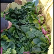 河北衡水菠菜正在大量上市中