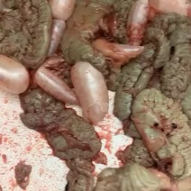 现杀新鲜鲤鱼籽诚信经营