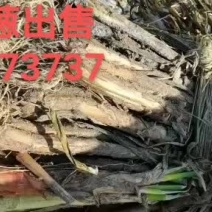 陕北定边红葱，整车产地