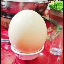 驼鸟蛋个大营养价值高