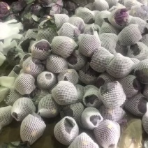 精品库存紫甘蓝，红宝石