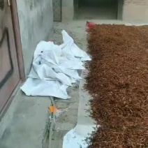 自己晒的熟黄花菜，好吃不贵
