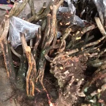 映山红精品国旗树装大量有货欢迎询价湖北恩施