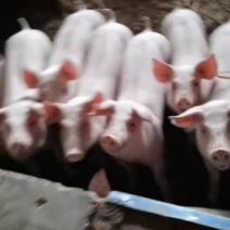 长期供应优质外三元长白土杂良杂猪