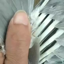 广东马岗鹅85天重量8.34