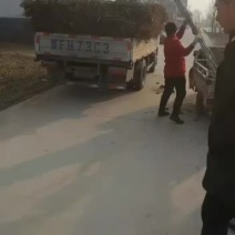 白杨树苗杨树苗植树造林8毛钱一颗的无絮杨树苗