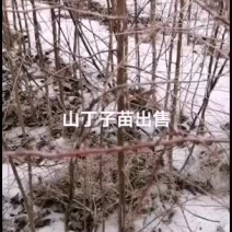 2021年苗木预订山丁子苗