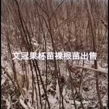 2021文冠果杯苗裸根苗出售预订