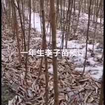 2021年苗木预订李子苗