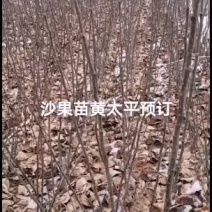 2021年苗木预订沙果苗