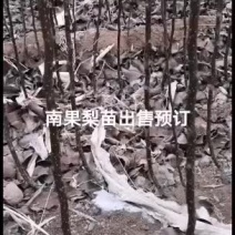 2021年苗木预订苹果梨苗