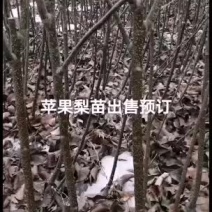 2021年苹果梨苗出售预订