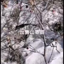 2021年苗木预订山枣苗木预订