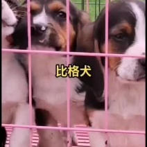 精品纯种双血统比格犬