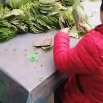 紫苏叶产地直销，欢迎各地老板合作