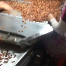 桂圆桂圆肉/龙眼肉漳州特产产地直销