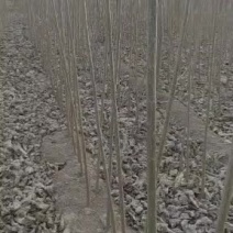 优质杨树苗，根细好，无病害