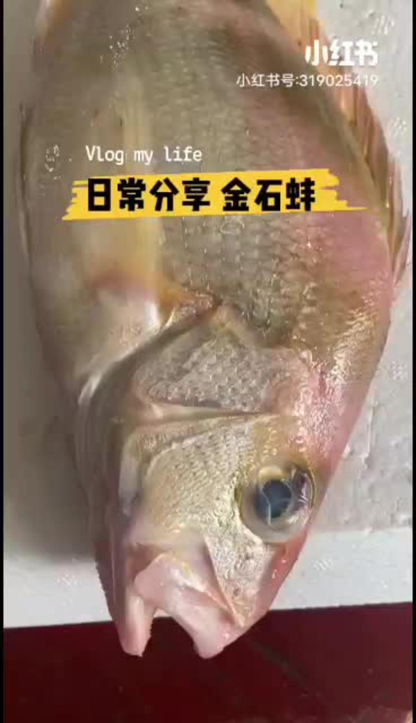 [批发]金石蚌鱼又名为星点笛鲷,因为鱼鳍是黄色又被称为"黄翅仔"价格