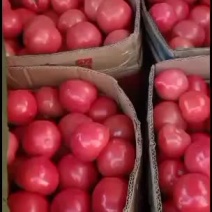 西红柿！草莓！油麦菜！芹菜！菠菜！