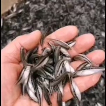 【推荐】加洲鲈鱼苗基地供应量大优惠送货上门欢迎选购下单