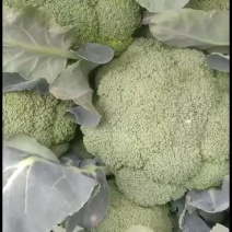 我们经营西兰花大量共应