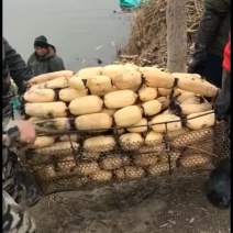 微山湖优质大莲藕春节供应