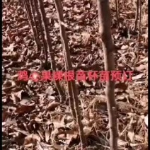 鸡心果杯苗裸根苗出售预订