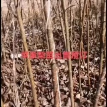 苹果梨苗出售预订量大优惠