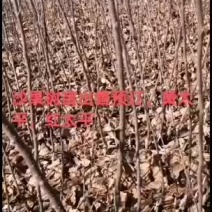 沙果苗出售预订黄太平，红太平