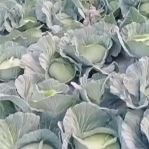 甘蓝，扁包菜好货好货现货八十吨有需要的老板联系我