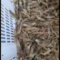 全生态河边大小河虾子