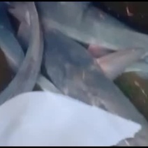 全生态大小生态江团鱼