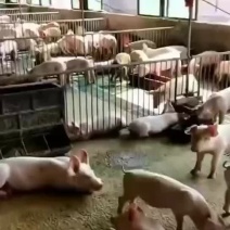 长期供应优质外三元长白猪