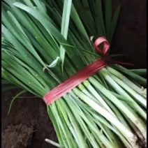 黑山韭菜大量有货，产地直销，货源充足，质量好，价格低。