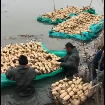 一级白微山湖莲藕大量供应