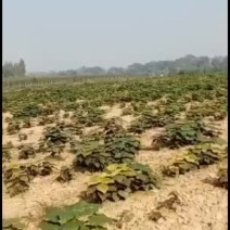 百亩楸树苗成熟，价格详谈