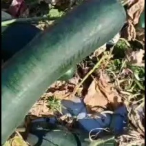 降价才出手黑皮吊冬瓜