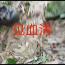 矮脚见血清大山里野生货效果更佳