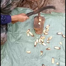 天然难得的金钱柳老树根片