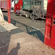 代卖代购各种疏菜水果欢迎广大客商与种植大户採购商通过平台