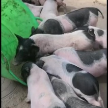 巴马香猪，出售中，要的联系