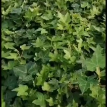 常春藤绿化苗，质量好